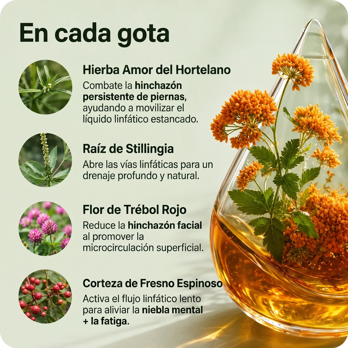 Drenaje Linfatico Mayaverra — Gotas Naturales